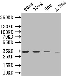 SIGB Antibody in Western Blot (WB)