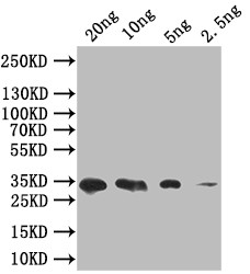 SIGF Antibody in Western Blot (WB)