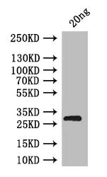 brat Antibody in Western Blot (WB)