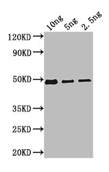 beta-D-glucosidase/beta-D-fucosidase Antibody in Western Blot (WB)