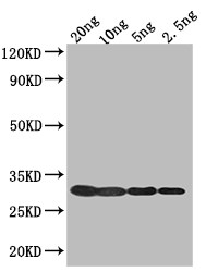 Bacteriophage T7 Antibody in Western Blot (WB)