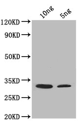 SUP45 Antibody in Western Blot (WB)