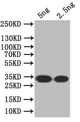 SEC16A Antibody in Western Blot (WB)