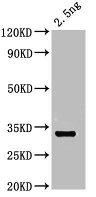 OTOP1 Antibody in Western Blot (WB)