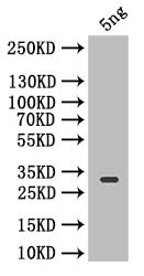 Icarapin Antibody in Western Blot (WB)