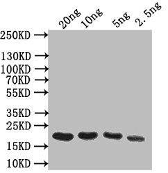 OBP Antibody in Western Blot (WB)