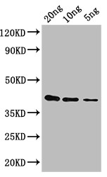 gag-pol Antibody in Western Blot (WB)