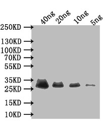 Adenovirus Type 5 E3 Antibody in Western Blot (WB)