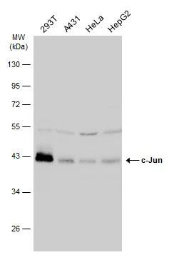 c-Jun Antibody in Western Blot (WB)