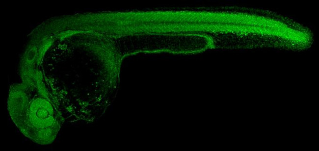 SOD2 Antibody in Immunohistochemistry (IHC)