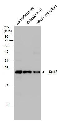 SOD2 Antibody in Western Blot (WB)