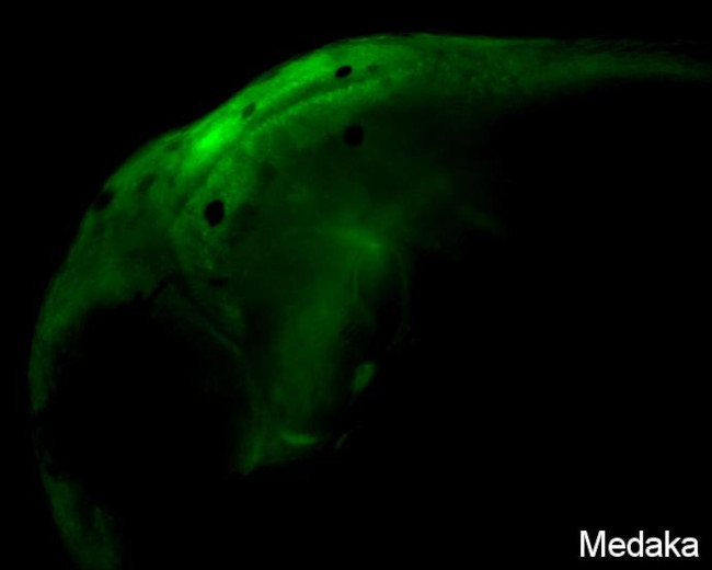 SOX2 Antibody in Immunohistochemistry (IHC)