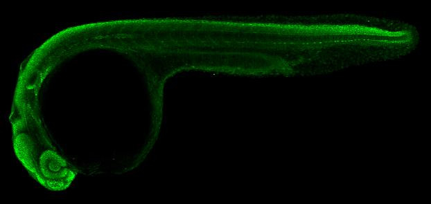 SOX2 Antibody in Immunohistochemistry (IHC)