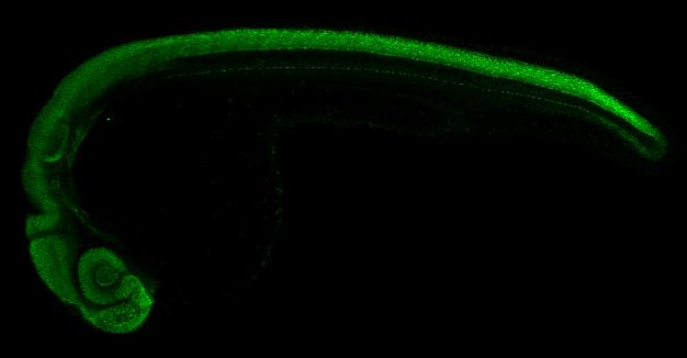 SOX2 Antibody in Immunohistochemistry (IHC)