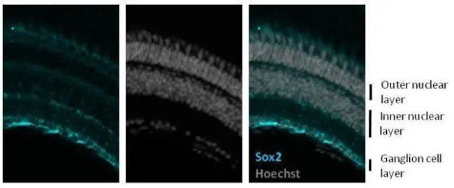 SOX2 Antibody in Immunohistochemistry (Frozen) (IHC (F))