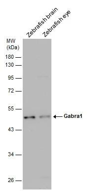 GABRA1 Antibody in Western Blot (WB)