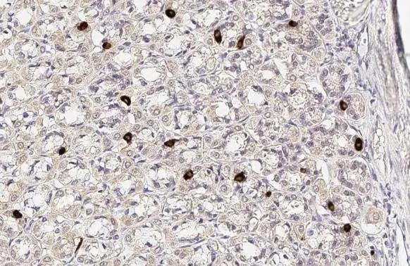 Ghrelin Antibody in Immunohistochemistry (Paraffin) (IHC (P))