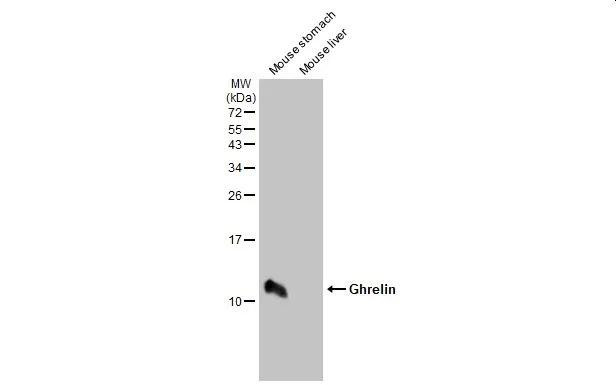 Ghrelin Antibody in Western Blot (WB)