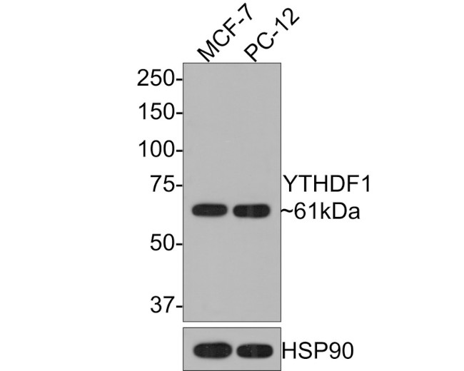 YTHDF1 Antibody in Western Blot (WB)