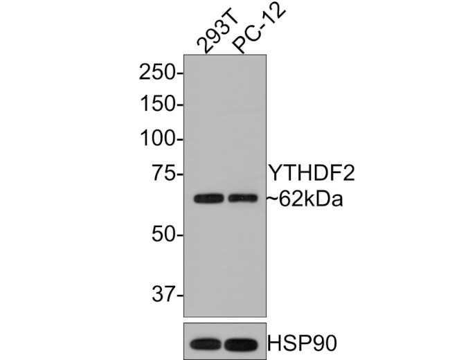 YTHDF2 Antibody in Western Blot (WB)