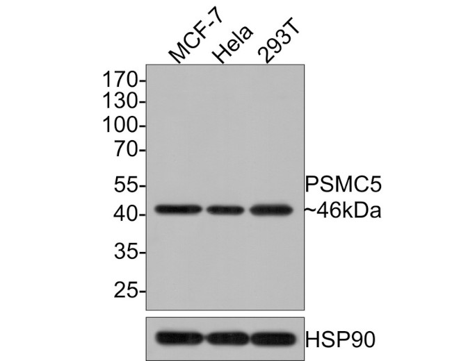 PSMC5 Antibody in Western Blot (WB)