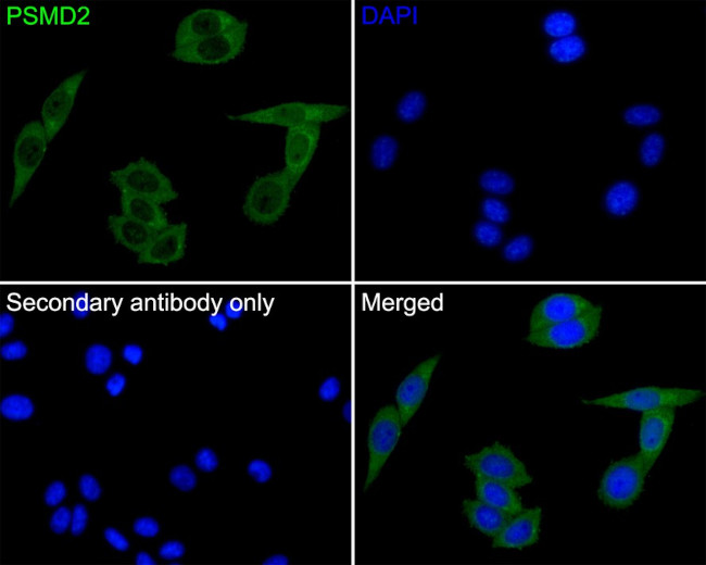 PSMD2 Antibody in Immunocytochemistry (ICC/IF)