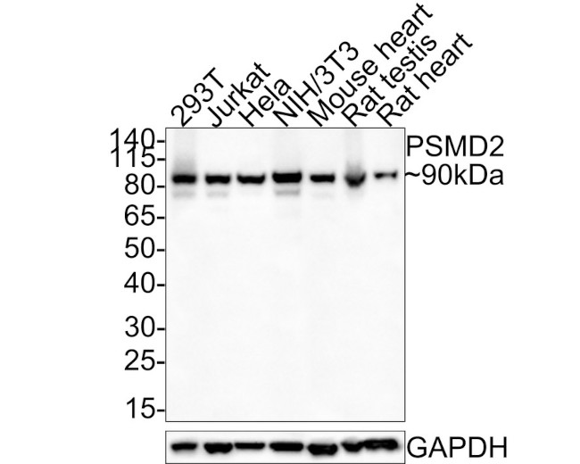 PSMD2 Antibody in Western Blot (WB)