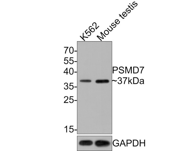 PSMD7 Antibody in Western Blot (WB)