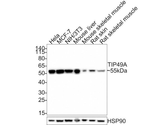 RUVBL1 Antibody in Western Blot (WB)