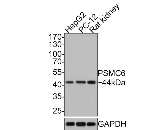 PSMC6 Antibody in Western Blot (WB)