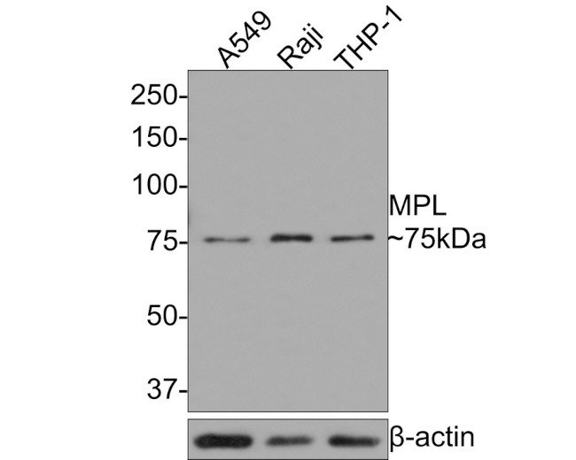 c-Mpl Antibody in Western Blot (WB)