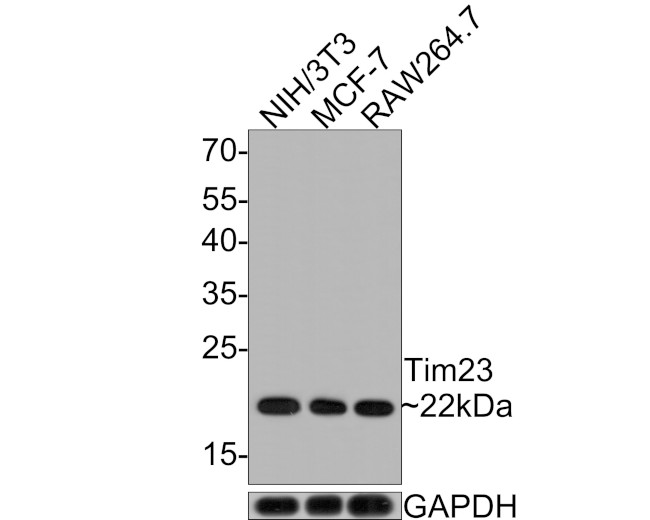 TIMM23 Antibody in Western Blot (WB)