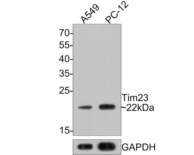 TIMM23 Antibody in Western Blot (WB)