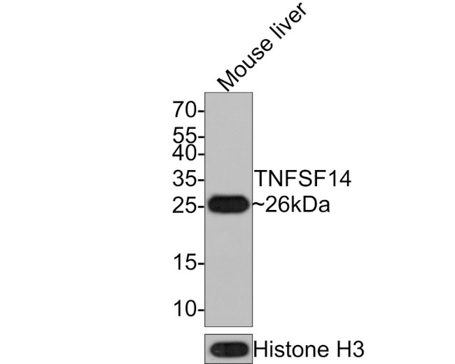 LIGHT Antibody in Western Blot (WB)