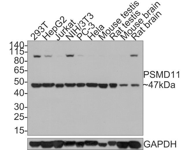 PSMD11 Antibody in Western Blot (WB)