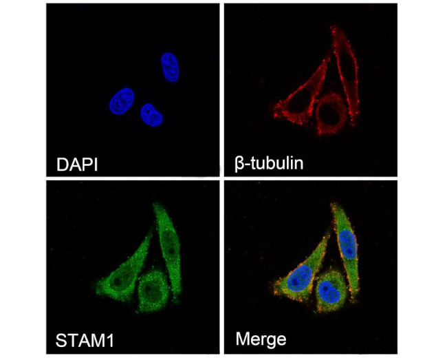 STAM Antibody in Immunocytochemistry (ICC/IF)