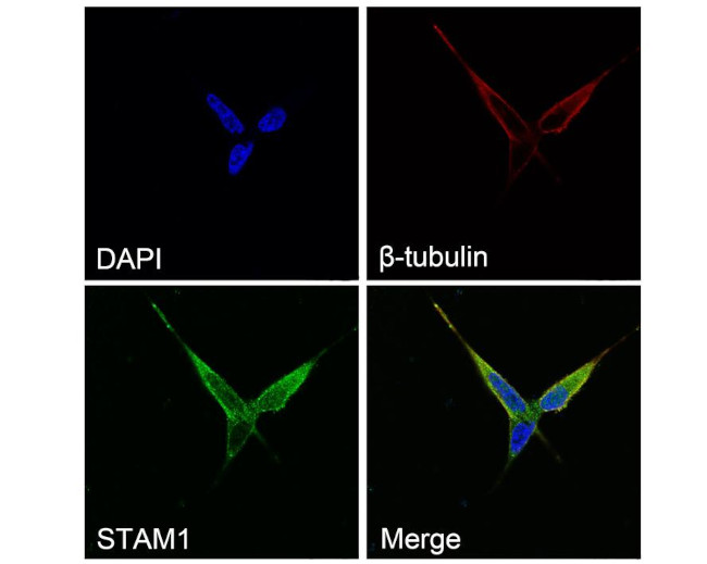 STAM Antibody in Immunocytochemistry (ICC/IF)