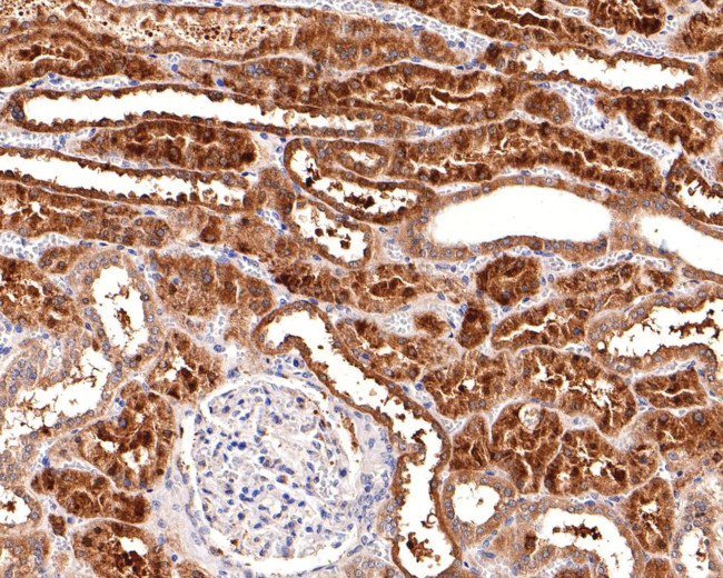 STAM Antibody in Immunohistochemistry (Paraffin) (IHC (P))