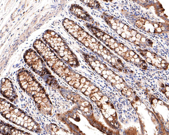 STAM Antibody in Immunohistochemistry (Paraffin) (IHC (P))