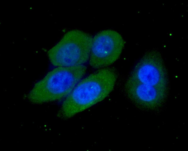 PSMD13 Antibody in Immunocytochemistry (ICC/IF)