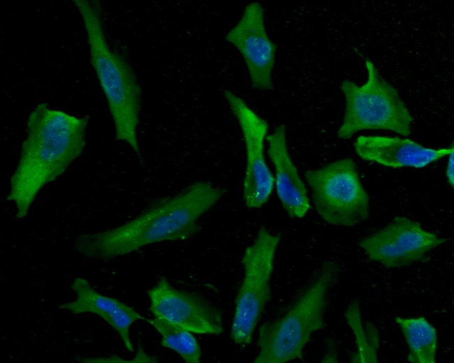 PSMD13 Antibody in Immunocytochemistry (ICC/IF)