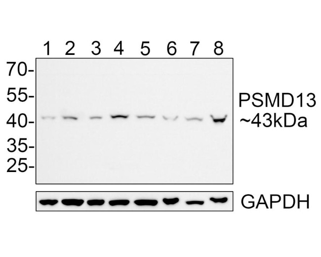 PSMD13 Antibody in Western Blot (WB)