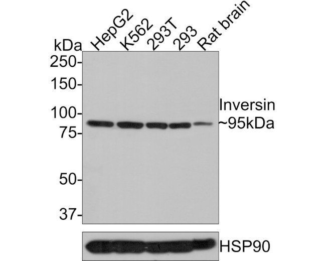 INVS Antibody in Western Blot (WB)