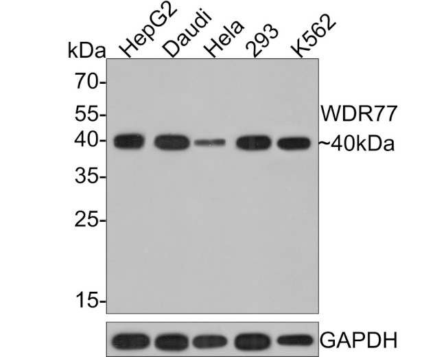 WDR77 Antibody in Western Blot (WB)