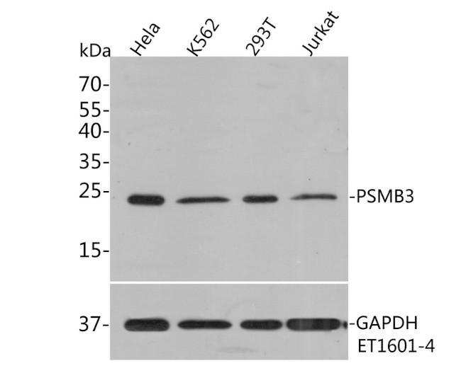 PSMB3 Antibody in Western Blot (WB)