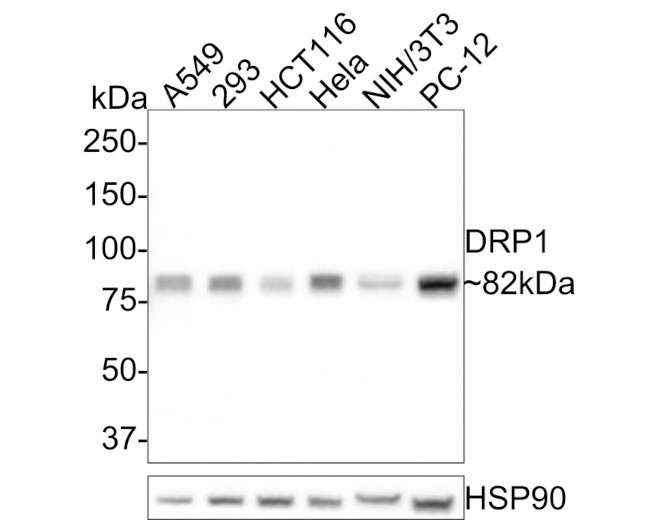 DNM1L Antibody in Western Blot (WB)