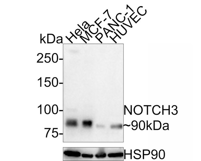 NOTCH3 Antibody in Western Blot (WB)