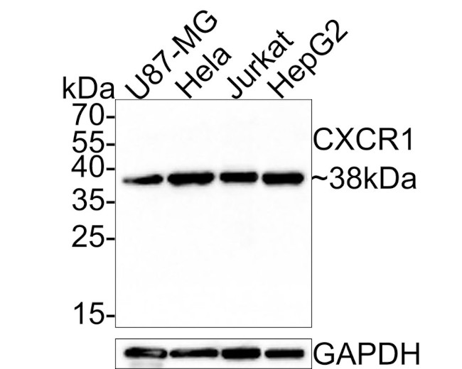CXCR1 Antibody in Western Blot (WB)