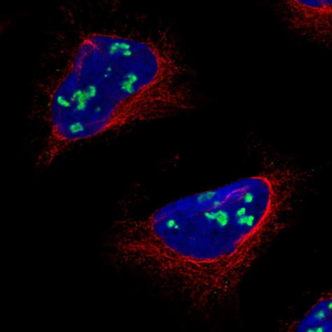 REV1 Antibody in Immunocytochemistry (ICC/IF)