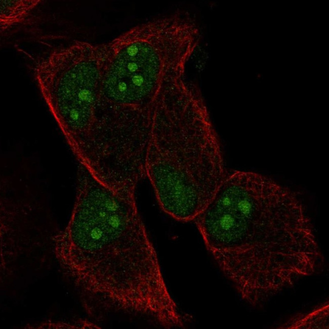 WBP5 Antibody in Immunocytochemistry (ICC/IF)